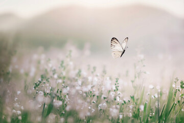 white butterfly flies free in the middle of a flowery meadow - obrazy, fototapety, plakaty