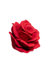 Fototapeta premium Red Rose Isolated on Transparent Background
