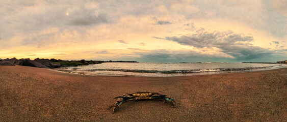 Giant blue crab on the beach in a panoramic sunset in selective focus