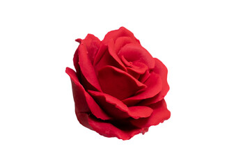 Fototapeta premium Red Rose Isolated on Transparent Background.