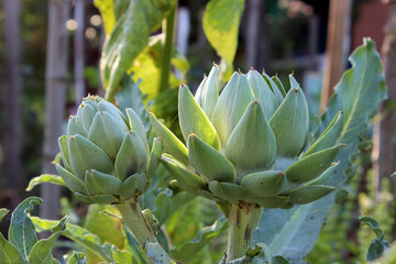 artichoke growing in the garden