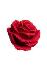 Red Rose Isolated on Transparent Background.