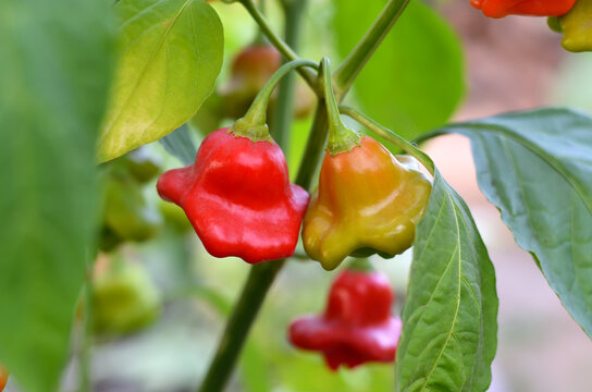 Close-up of a bell-shaped hot red pepper belonging to the species Capsicum baccatum.
