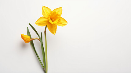 Fototapeta na wymiar Daffodil on white background