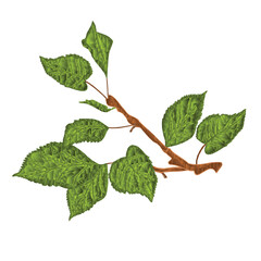 Branch  of apple tree    low-polygon on white  background   vector  illustration editable hand draw