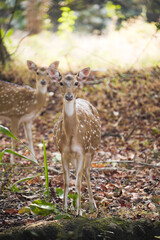 Naklejka na ściany i meble Golden deer grazing inside a forest, deer in the forest, Spotted deer or Axis in national park, Chital or Cheetal or Spotted deer or Axis deer, Spotted deer standing in the forest stock photo