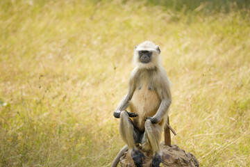 Majestic Hanuman Langur Portrait of a Gray Langur Monkey, Portrait of gray langur, Gray langur monkey also known as hanuman langurs, Gray langur monkey stock photo