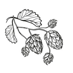 Hand drawn vector sketch of hop plant with leaves and buds, craft beer ingredients, black and white illustration of branch humulus lupulus, inked illustration isolated on white background
