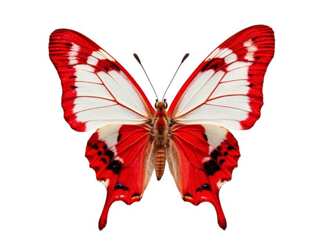 Red butterfly in PNG format or on a transparent background. A decorative and design element for a project, banner, postcard, business, background. A beautiful bright butterfly. Insect.