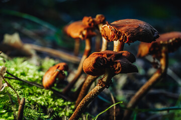 Beautiful photo of mysterious mushrooms in the forest on moss.