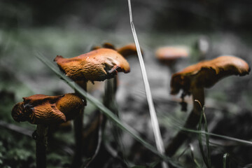 Beautiful poisonous mushrooms in the rainforest. Dark forest undergrowth.