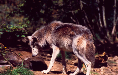 South-France: Wolf in the Cevennes  | Ein Wolf im Parc des Loupes in den Cevennen
