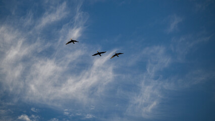 Wild Cormorant birds flying across the blue skies with some white clouds in the distance- Israel
