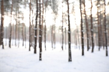 Obraz premium Beautiful snowy forest in winter, blurred view