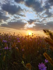Naklejka premium sunset over the field