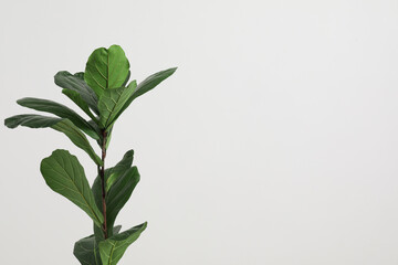 Fiddle Fig or Ficus Lyrata plant with green leaves on white background. Space for text