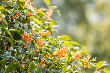 光を浴びる金木犀