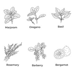  a set with herbs and spices in a linear style. basil, oregano, marjoram, rosemary, barberry, bergamot. illustrations for the menu in a linear style.