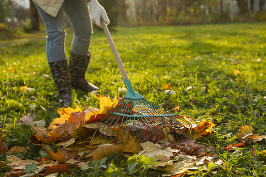 Woman raking fall leaves in park, closeup. Space for text