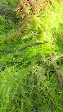 Vertical video, Storm-washed algae and shells on the beath, Macro shot. Green Algae, Green bait weed, Red Hornweed, Dwarf Eelgrass and Marine Mussels, Camera moving forwards over littoral zone