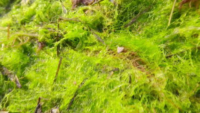 Storm-washed algae and shells on the beath, Macro shot. Green Algae, Green bait weed, Red Hornweed, Dwarf Eelgrass and Marine Mussels, Camera moving forwards over littoral zone