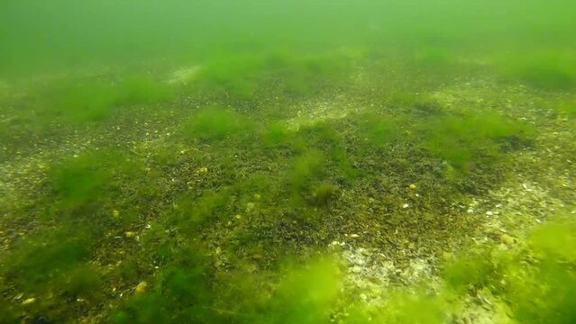 Sandy bottom covered with layer of Marine Mussels (Mytilaster lineatus) and with fluffy Green Algae (Cladophora sp.) Forward movement above seafloor, Slow motion