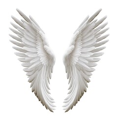 Fototapeta premium white angel wing on gray or black background for designer graphic stock photo