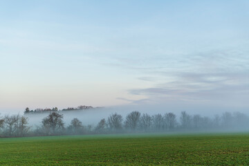 Fototapeta premium trees in morning fog