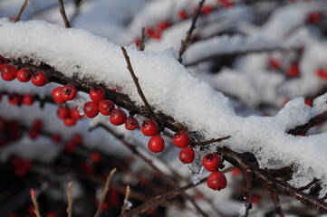Piękne zimą, krzewy z kolorowymi owocami dekoracją w ogrodach. - obrazy, fototapety, plakaty