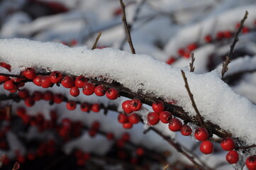 Piękne zimą, krzewy z kolorowymi owocami dekoracją w ogrodach. - obrazy, fototapety, plakaty
