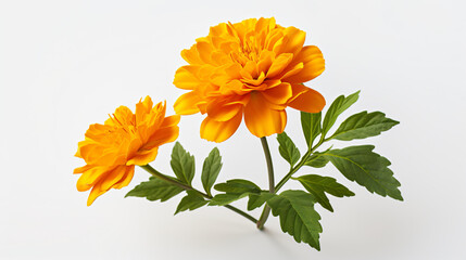 Marigold flower illustration on White Background