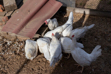 Young white broiler chickens crowd around the feeder vying with each other to feed