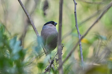 eurasian bullfinch in a forest