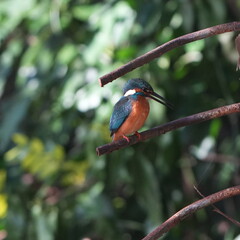 common kingfisher in a forest