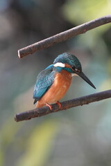 common kingfisher in a forest