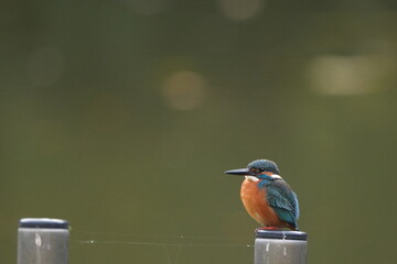 common kingfisher in a forest
