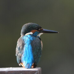 common kingfisher in a forest