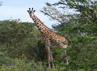 Wild African giraffe grazes in the green thickets near Lake Naivasha, Kenya