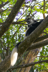 Black and White Colobus monkey in the wild. Kenya