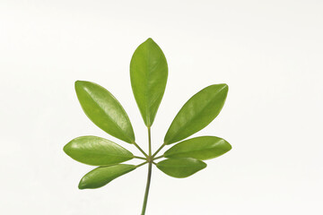 green leaves of dwarf umbrella tree isolated on white