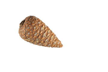 pine cones on white background