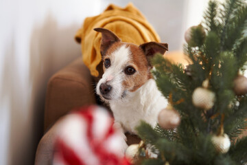 A Jack Russell Terrier peers dog out beside a festive Christmas tree, embodying the holiday spirit. Its curious gaze is accentuated by the blurred candy cane foreground and warm backdrop
