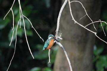 common kingfisher in a forest