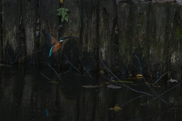 common kingfisher in a forest
