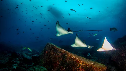 Foto op Canvas Black spotted eagle rays swimming in tropical underwaters. Mobula ray in underwater world. Observation of animal world. Scuba diving adventure in Ecuador coast of Galapagos © Alex Vog