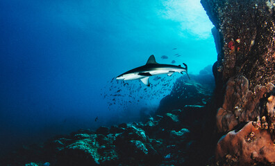 Naklejka na ściany i meble Blacktip reef ocean shark swimming in tropical underwaters. Sharks in underwater world. Observation of animal world. Scuba diving adventure in Pacific Ocean, coast of Galapagos