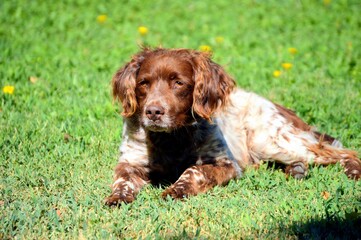Hispano Bretón, spagneul breton