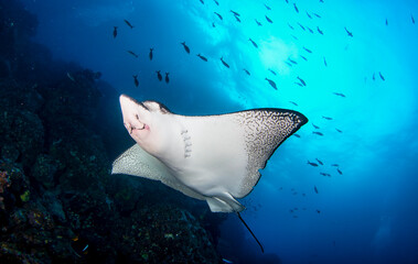 Black spotted eagle rays swimming in tropical underwaters. Mobula ray in underwater world....