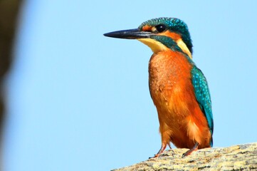 Martín Pescador, King Fisher, Guardarríos, Alcedo atthis