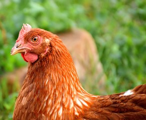 Gallina, Henz, galinha